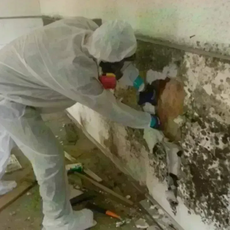 Mold Remediation and Removal in New Hope, MS